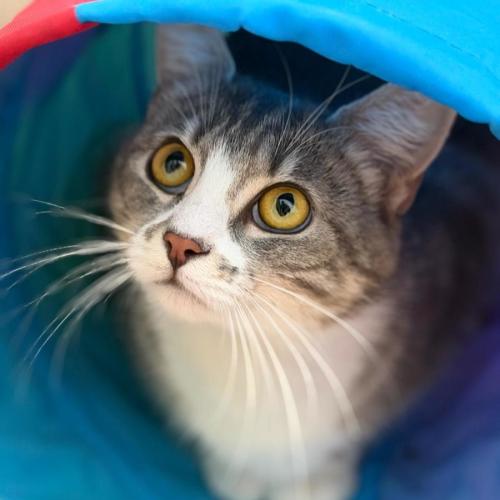 No photo for Paisley 