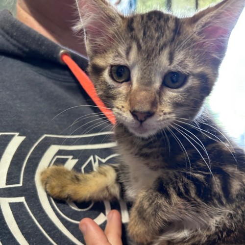 No photo for Aleah 🌈