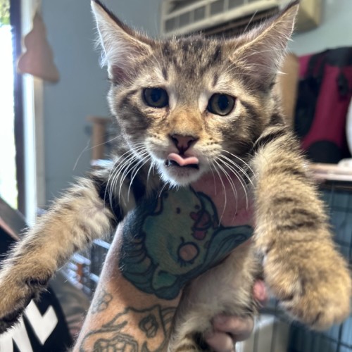 No photo for Arrow 💘