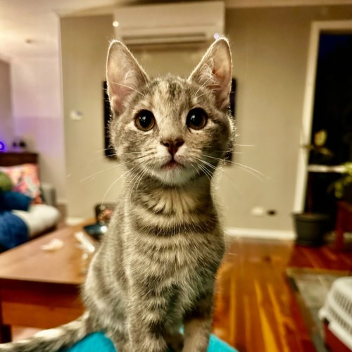 Enna **2nd Chance Cat Rescue**