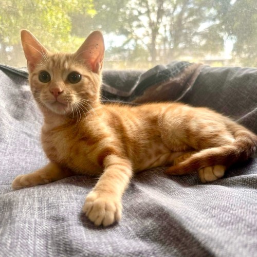 Joanie - Meet me @ Petstock Prahran 15 Feb