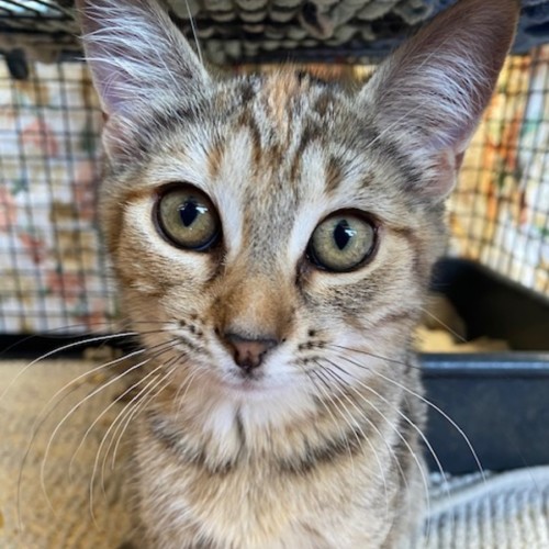 No photo for Pranika