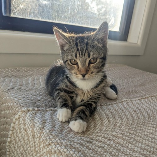 Hugo *9 Lives Project Rescue*