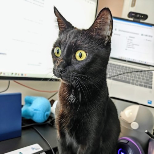 No photo for Blackberry