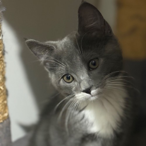 Beau 😻😻💙🐾
