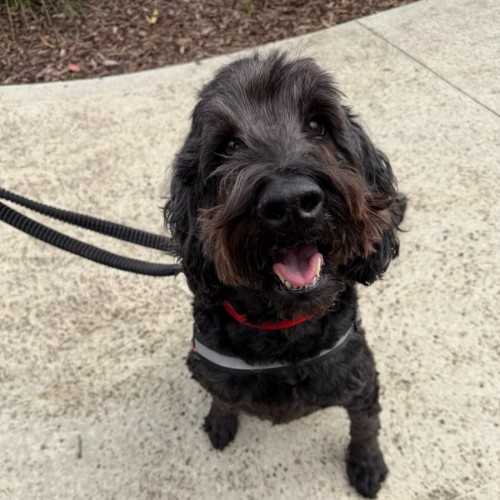 🐶 Oscar (Osci) 7441 🐶