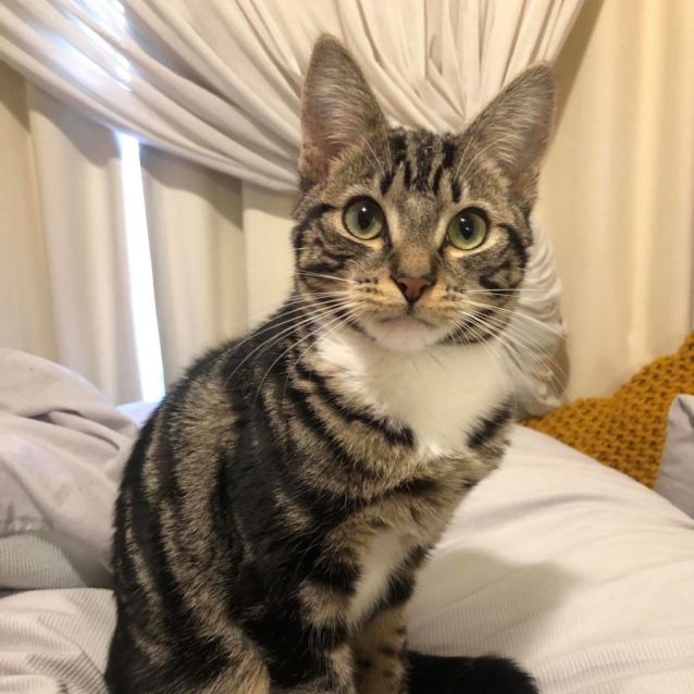Photo of Johnathon **2nd Chance Cat Rescue**