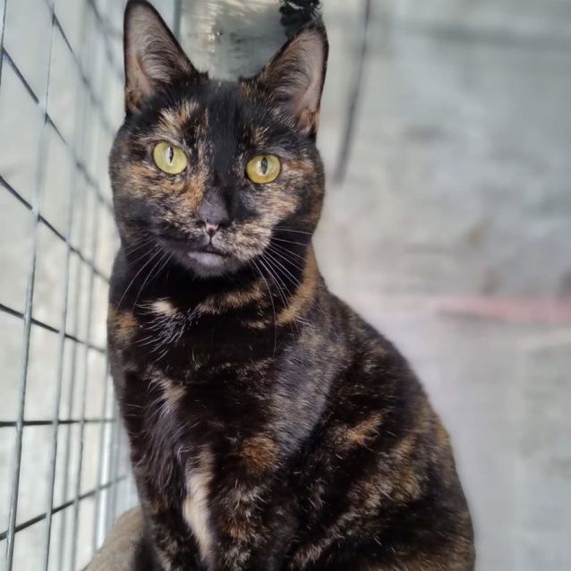 Photo of Nerida