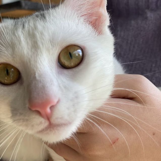 Photo of Finn