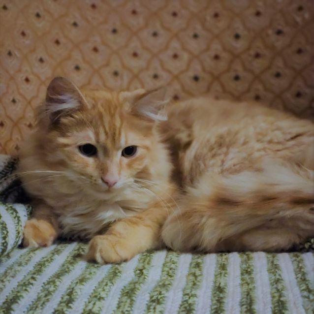 Photo of Ranger ^Dandy Cat Rescue^