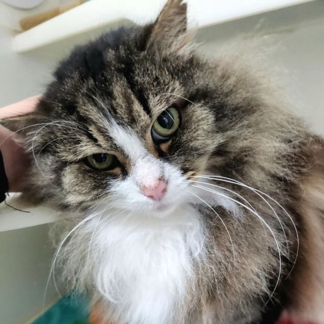 Photo of ⭐ Sylvester F02222 ⭐