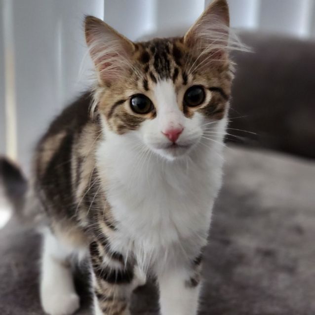 Photo of Queeni ^^Dandy Cat Rescue^^