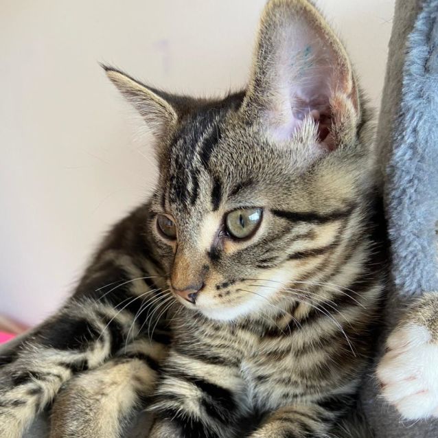 Photo of Arturo ^^Dandy Cat Rescue^^