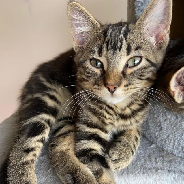 Photo of Arturo ^^Dandy Cat Rescue^^