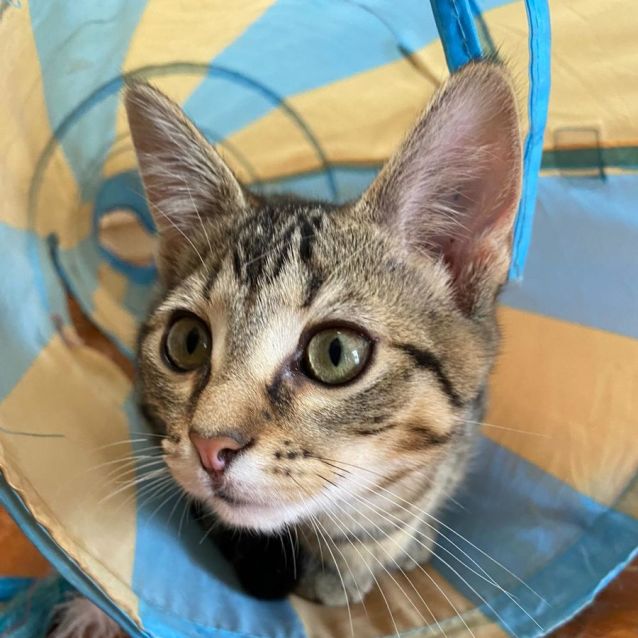 Photo of Sonia ^^Dandy Cat Rescue^^