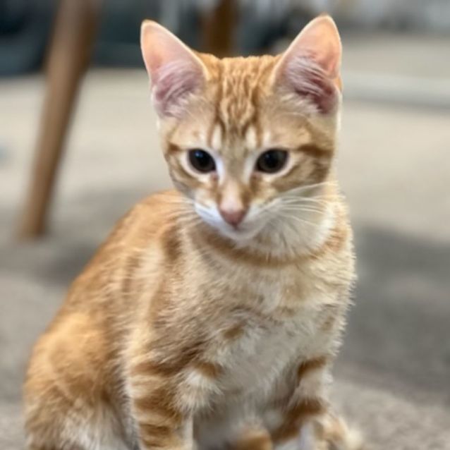 Photo of Maxi ^^Dandy Cat Rescue^^