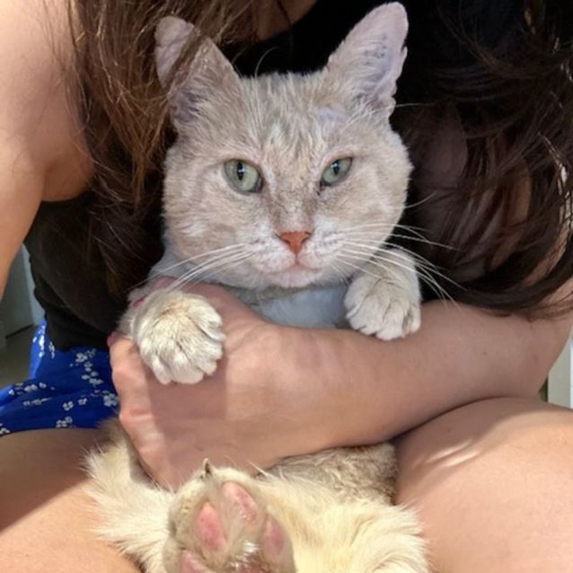 Photo of Gingernut