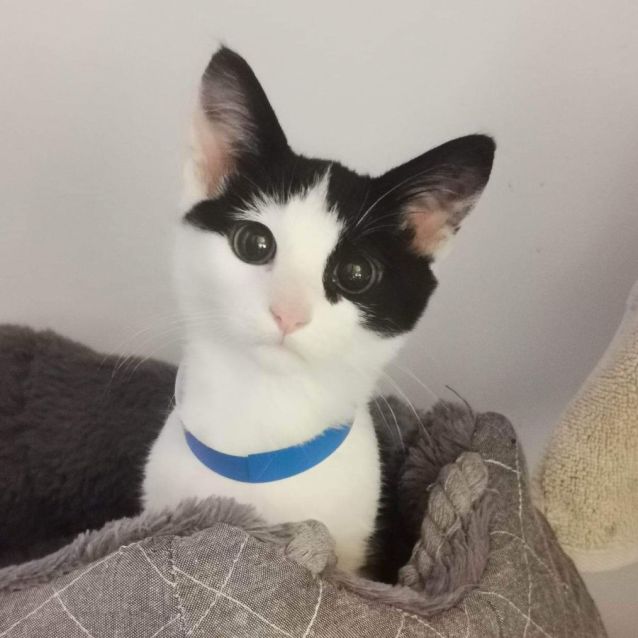 Photo of Pepe Le Pew & Betty Boop Meet Us Pet Stock Chelsea