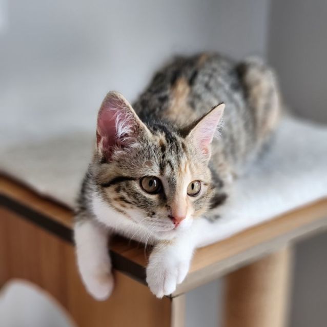 Photo of Sprite ^^Dandy Cat Rescue^^