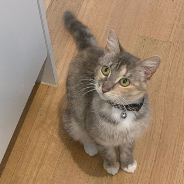 Photo of Loralie & Blossom 🌸🌼