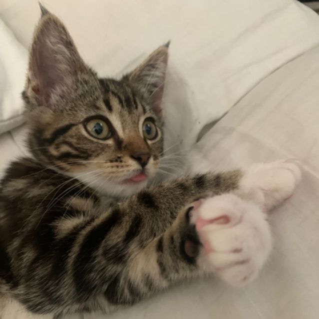 Photo of Moo Moo & Top Cat