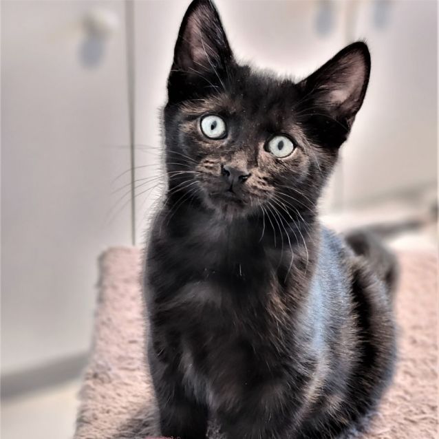 Photo of Sirius ^^Dandy Cat Rescue^^