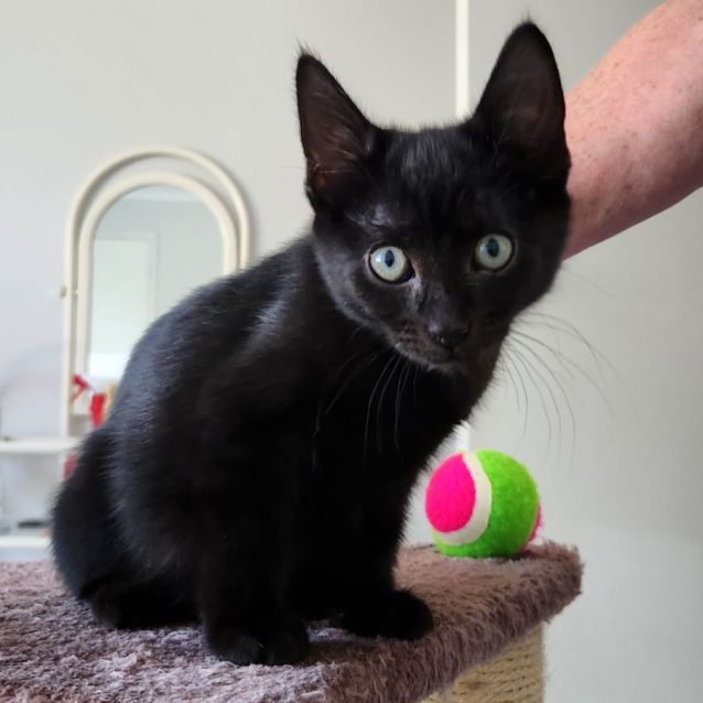 Photo of Sirius ^^Dandy Cat Rescue^^