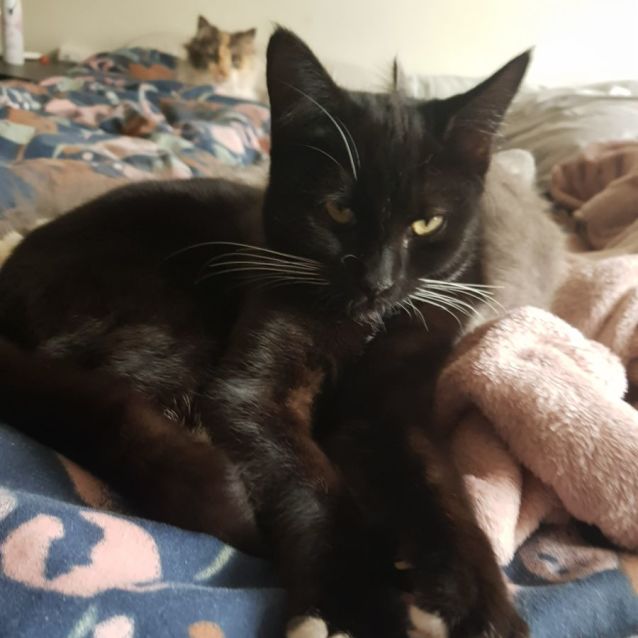 Photo of Hagar & Eli 🌸🐈‍⬛