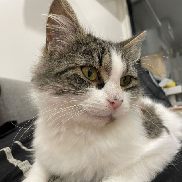 Photo of Bagel ^Dandy Cat Rescue^