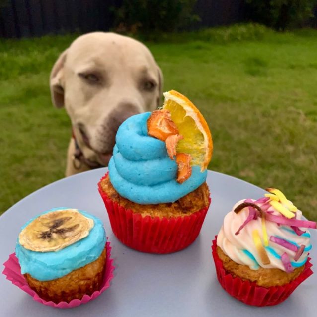 Photo of Auggie Auggie Oiu Oiu 