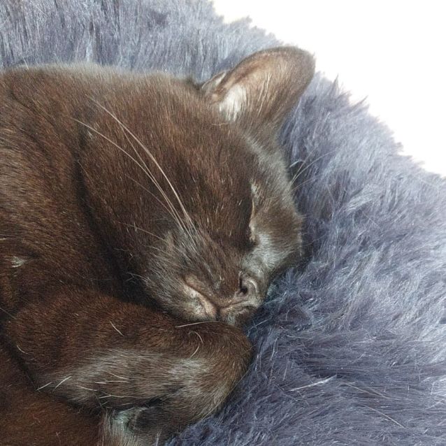 Photo of Onix