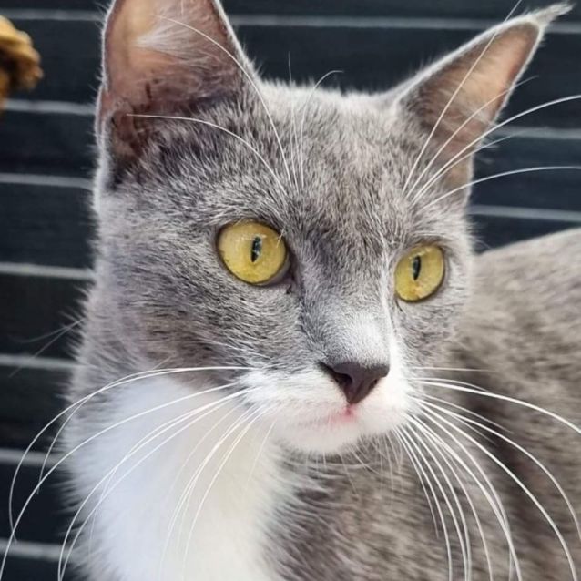 Photo of Millie