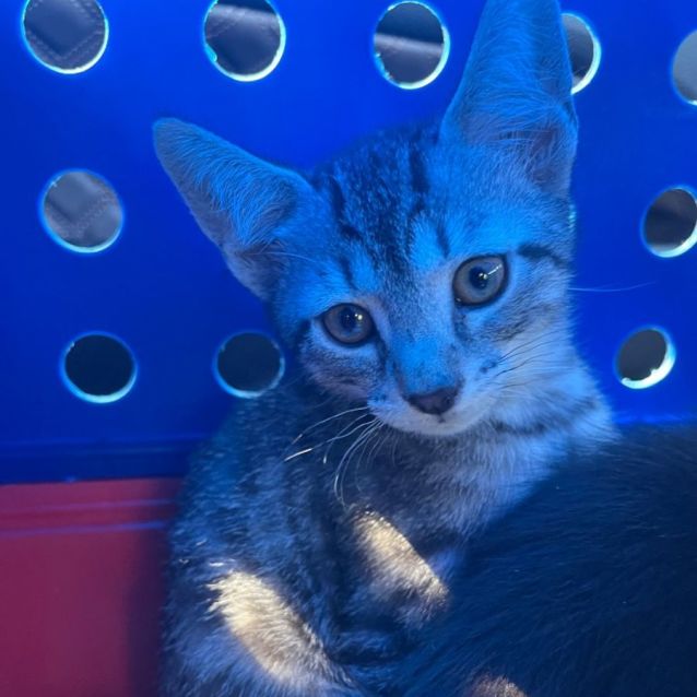 Photo of Rex Biscuit