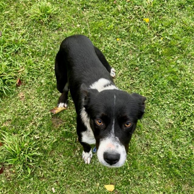 Photo of Arrow