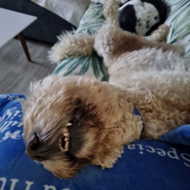 Photo of D856 Shooki