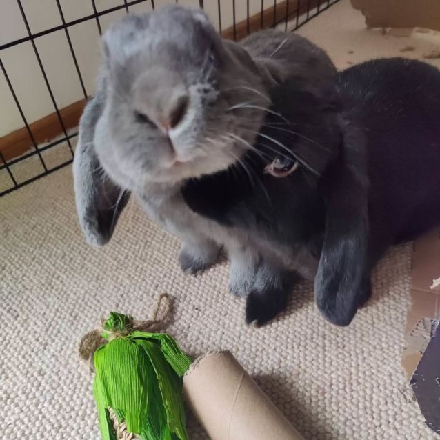 Photo of Valentino And Tulip