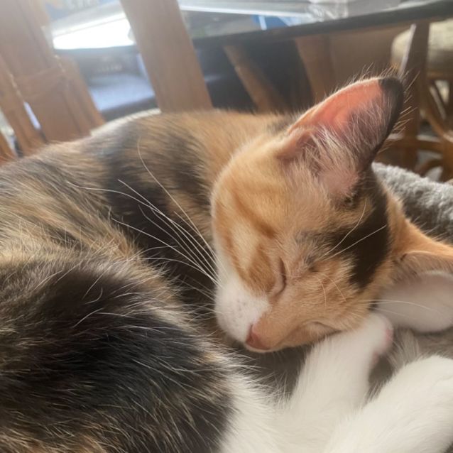 Photo of Kiri **2nd Chance Cat Rescue**