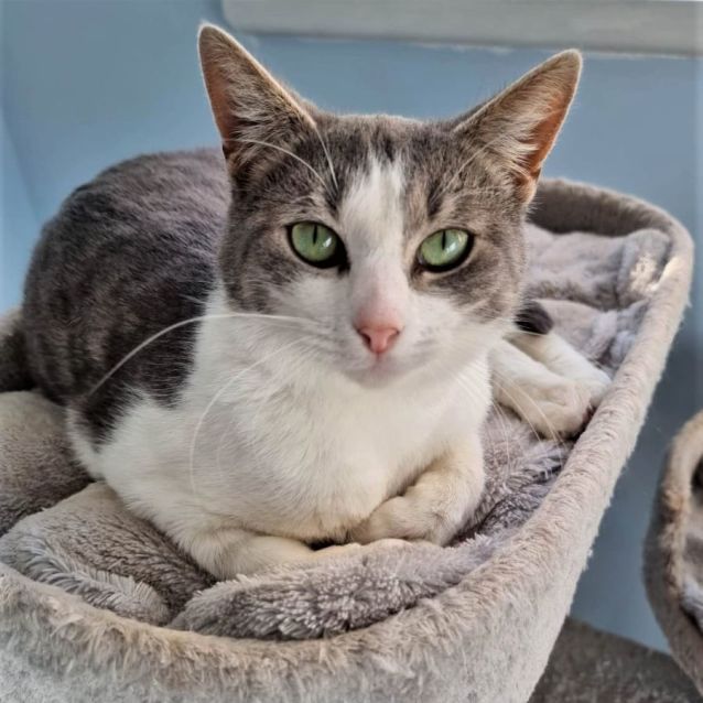 Photo of Sweetpea ^^Dandy Cat Rescue^^