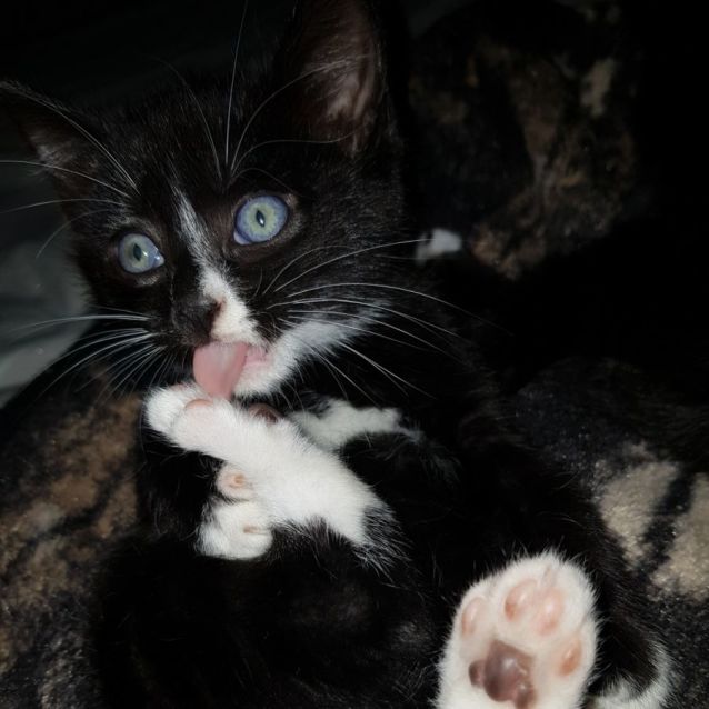 Photo of Boaz 😺💙