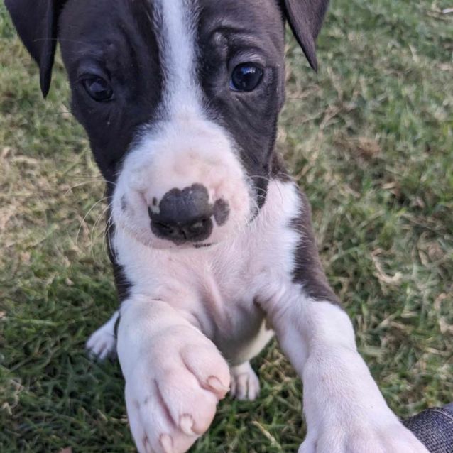 Photo of Bo