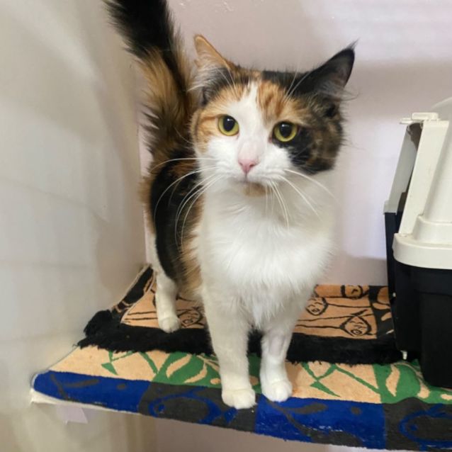 Photo of Peanut 