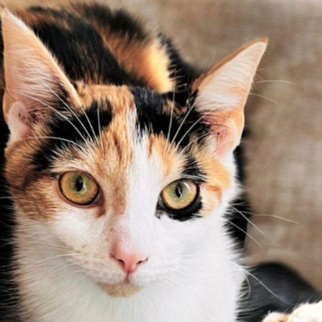 Photo of Bella ^^Dandy Cat Rescue^^