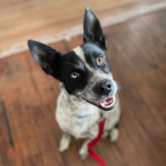 Photo of Blue