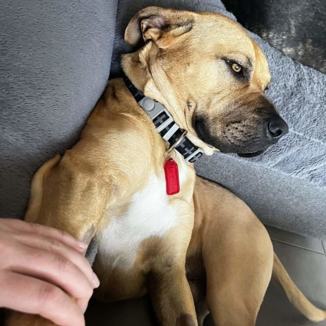 Photo of Prickly Moses 