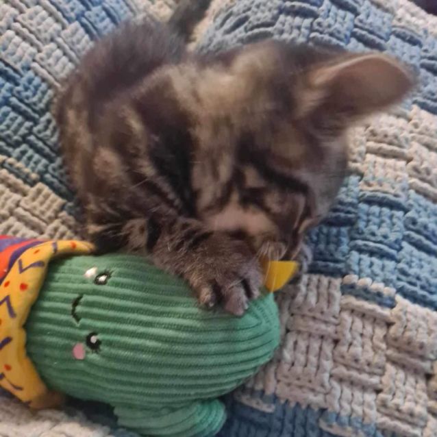 Photo of Obi