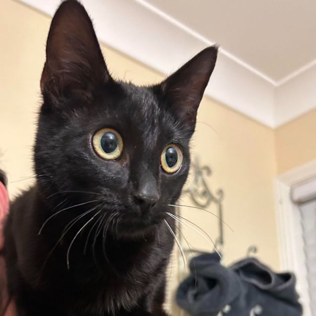 Photo of Midnight