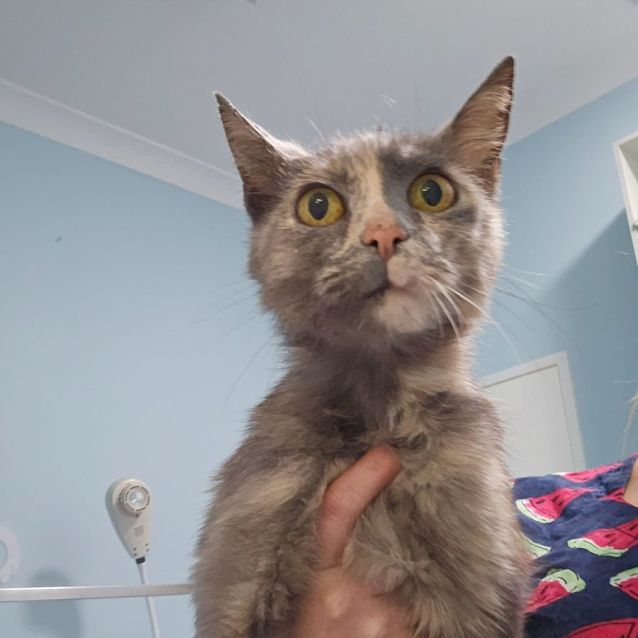 Photo of Tortuga (Turtle)