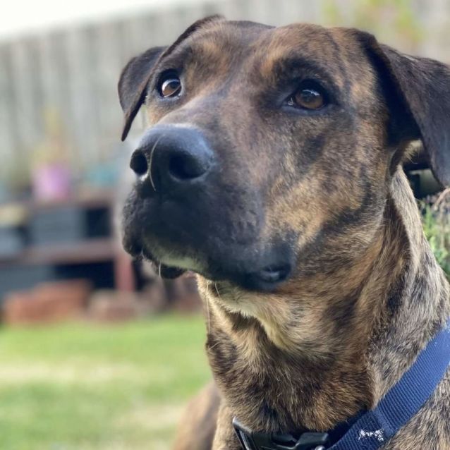 Photo of Sweet Bursaria