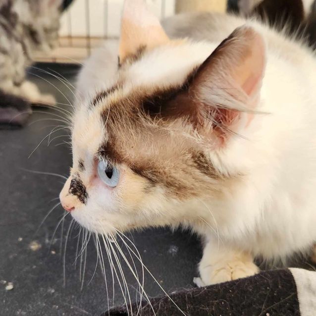 Photo of Skittles