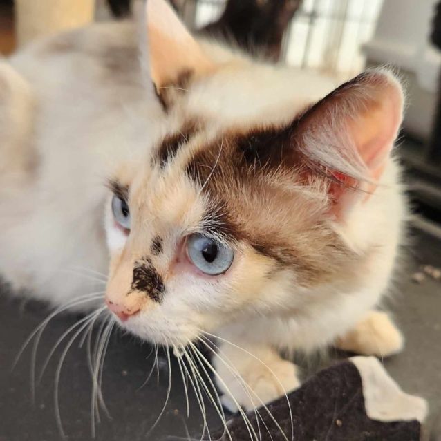 Photo of Skittles